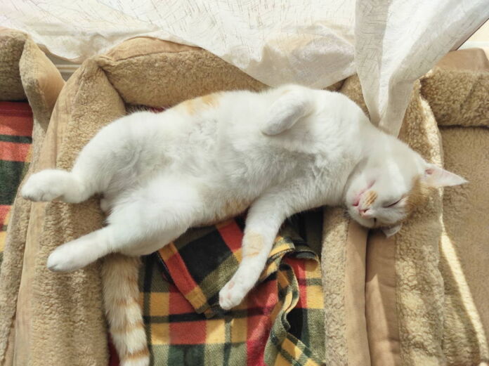 Bardzo wygodne legowisko dla kota z rankingu