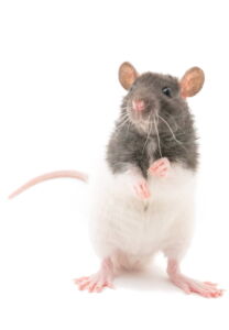 Klatka z akcesoriami dla szczura z arankingu