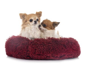 Miękkie legowisko dla psa z rankingu