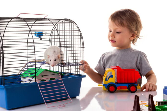 Najlepsza kaltka dla szczura z rankingu