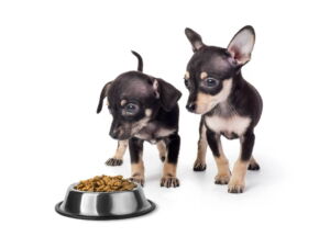 Najlepsza mokra karma dla szczeniaków ranking