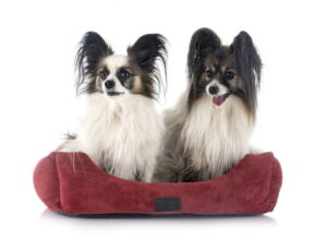 Najlepsze legowisko dla psa z rankingu