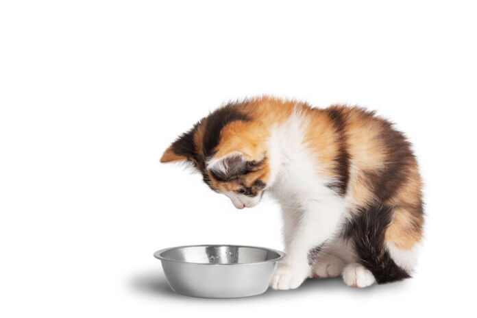 Praktyczna miska dla kota z rankingu