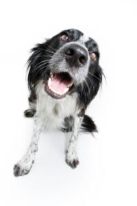 najlepsza pasta do zębów dla psa z rankingu