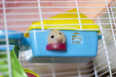 Idealna klatka dla chomika